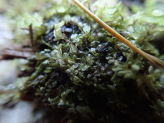 Chiloscyphus polyanthos