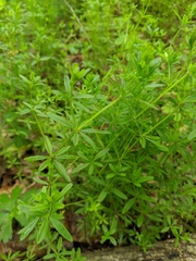 Galium concinnum