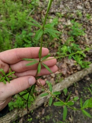 Galium concinnum