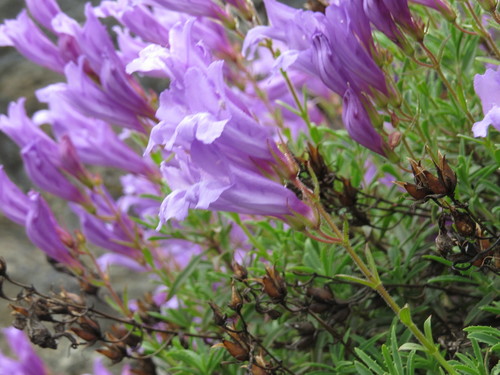 Penstemon fruticosus var. scouleri