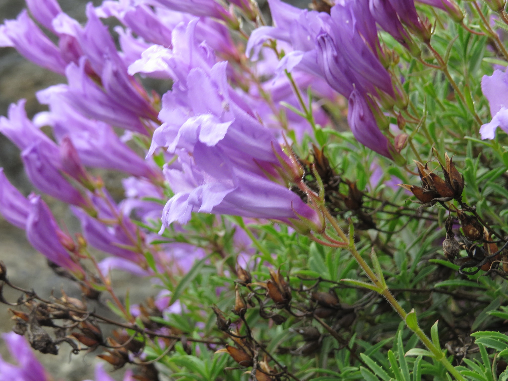 Penstemon fruticosus var. scouleri