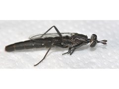Anomalomydas mackerrasi