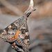 Graceful Sunmoth - Photo (c) Jean Hort, some rights reserved (CC BY-NC-SA), uploaded by Jean Hort