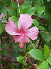 Hibiscus rosa-sinensis