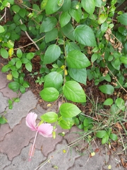 Hibiscus rosa-sinensis