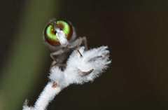 Cyclopsidea