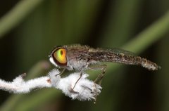 Cyclopsidea