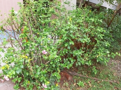 Hibiscus rosa-sinensis