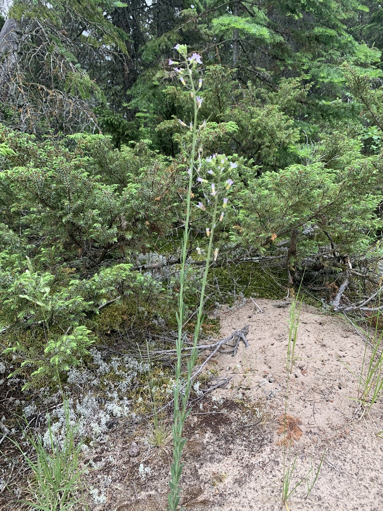 Graham's Rockcress from Eastshore Dr, Victoria Beach, MB, CA on June 15 ...