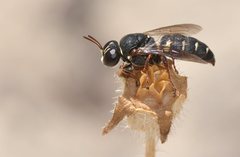 Clitemnestra guttatula