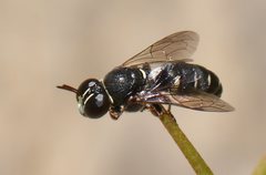 Clitemnestra guttatula