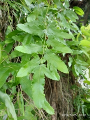 Lygodium japonicum