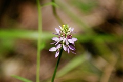 Polygala curtissii