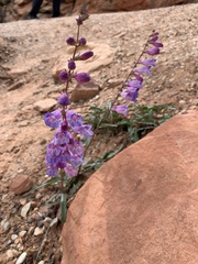 Penstemon laevis