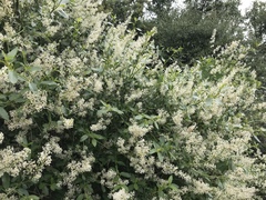 Ceanothus integerrimus