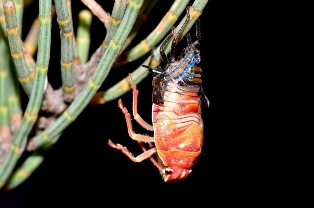 Austrotichus