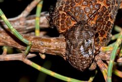 Austrotichus rugosus