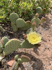 Opuntia aurea