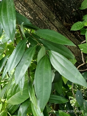 Cinnamomum iners