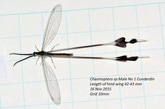 Chasmoptera superba