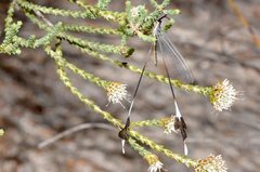 Chasmoptera superba