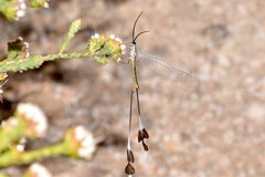 Chasmoptera superba
