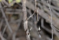 Chasmoptera superba