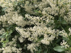 Ceanothus integerrimus