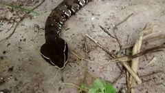Agkistrodon russeolus
