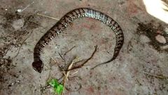 Agkistrodon russeolus