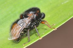 Pterodontia mellii