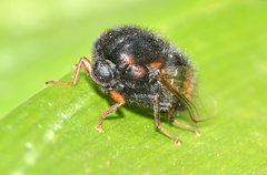 Pterodontia mellii