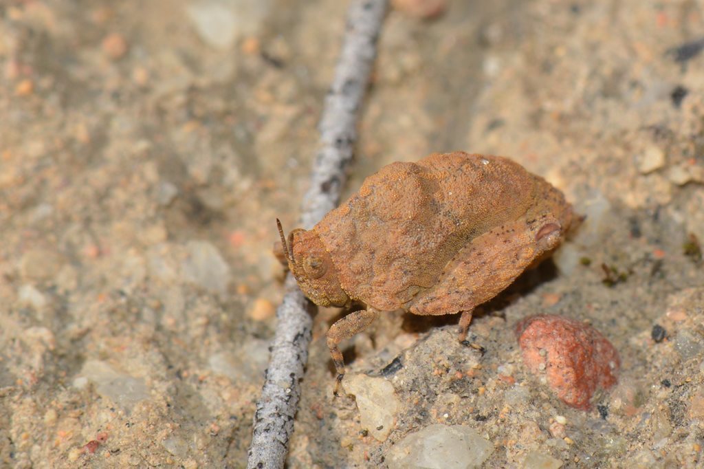 Camel Pygmy Grasshopper