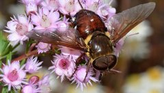 Triclista singularis