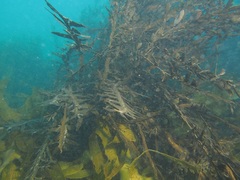 Carpophyllum maschalocarpum