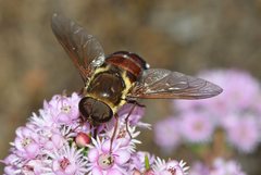 Triclista singularis