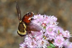 Triclista singularis