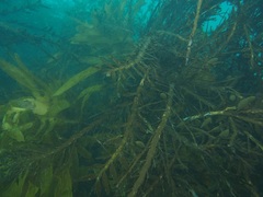 Carpophyllum maschalocarpum