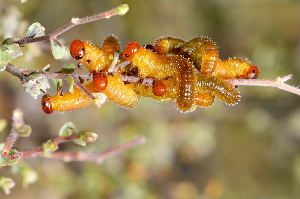 Perreyiinae