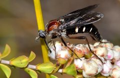 Neorhaphiomidas hardyi