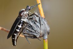 Neorhaphiomidas hardyi