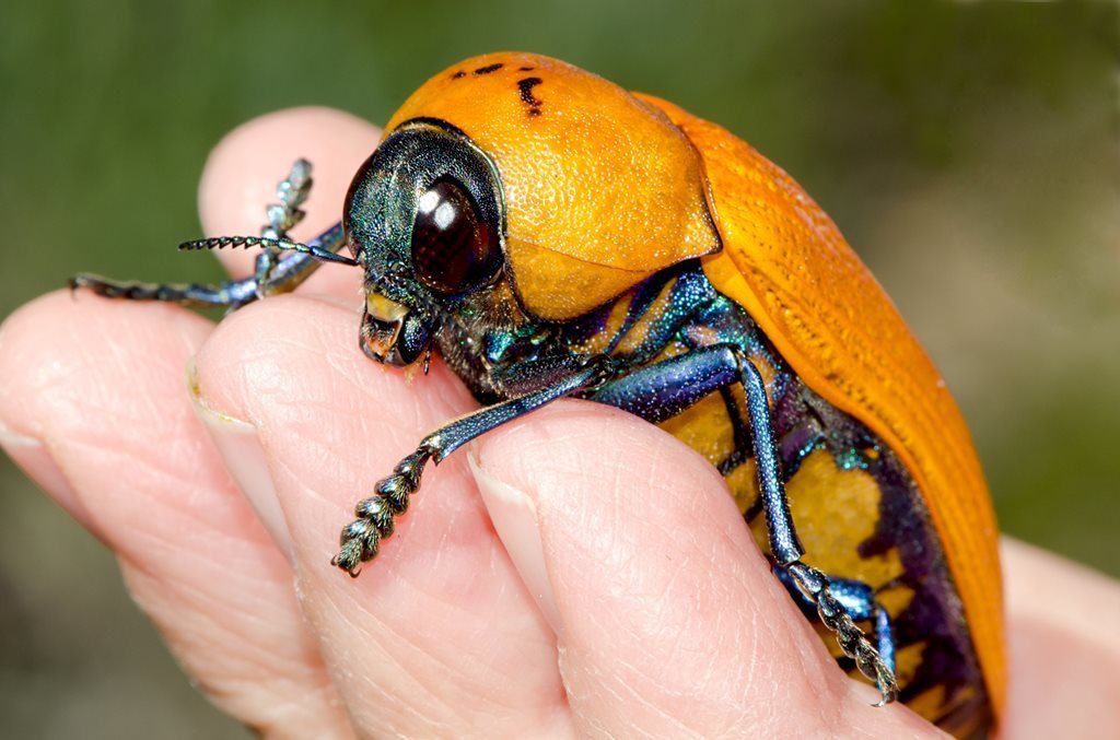 Julodimorphini