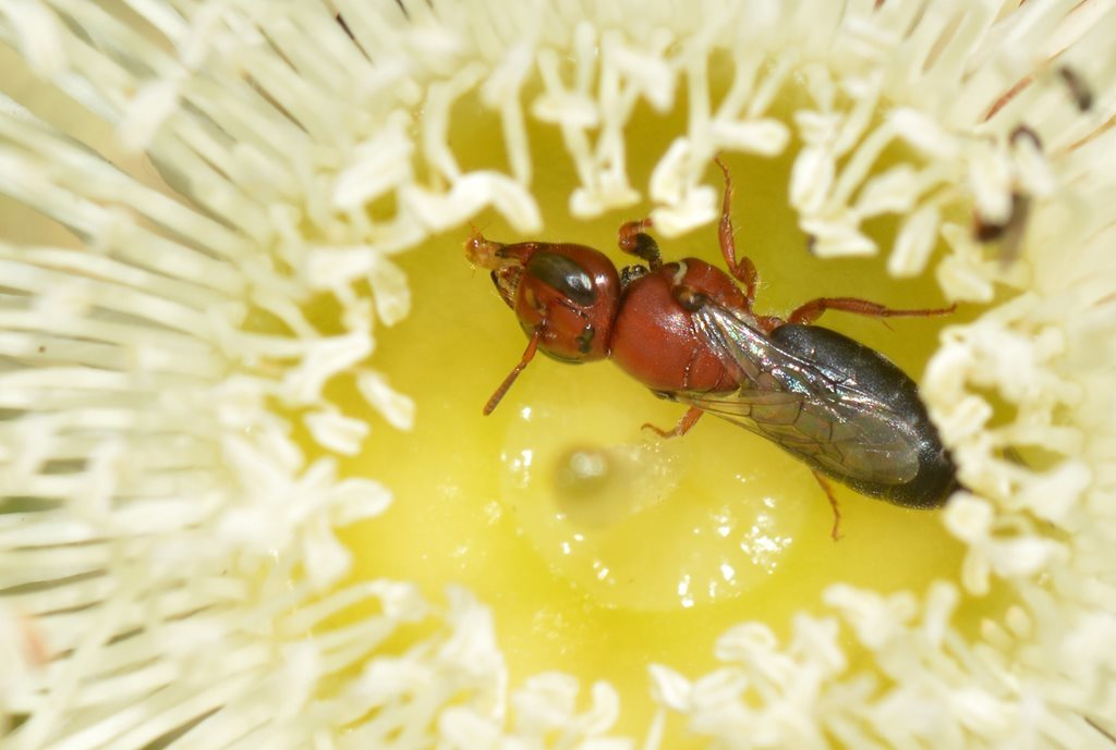 Pachyprosopis eucyrta