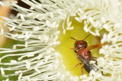 Pachyprosopis eucyrta