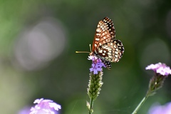 Euphydryas chalcedona chalcedona