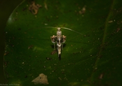 Cyphosticha panconita