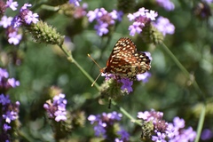 Euphydryas chalcedona chalcedona