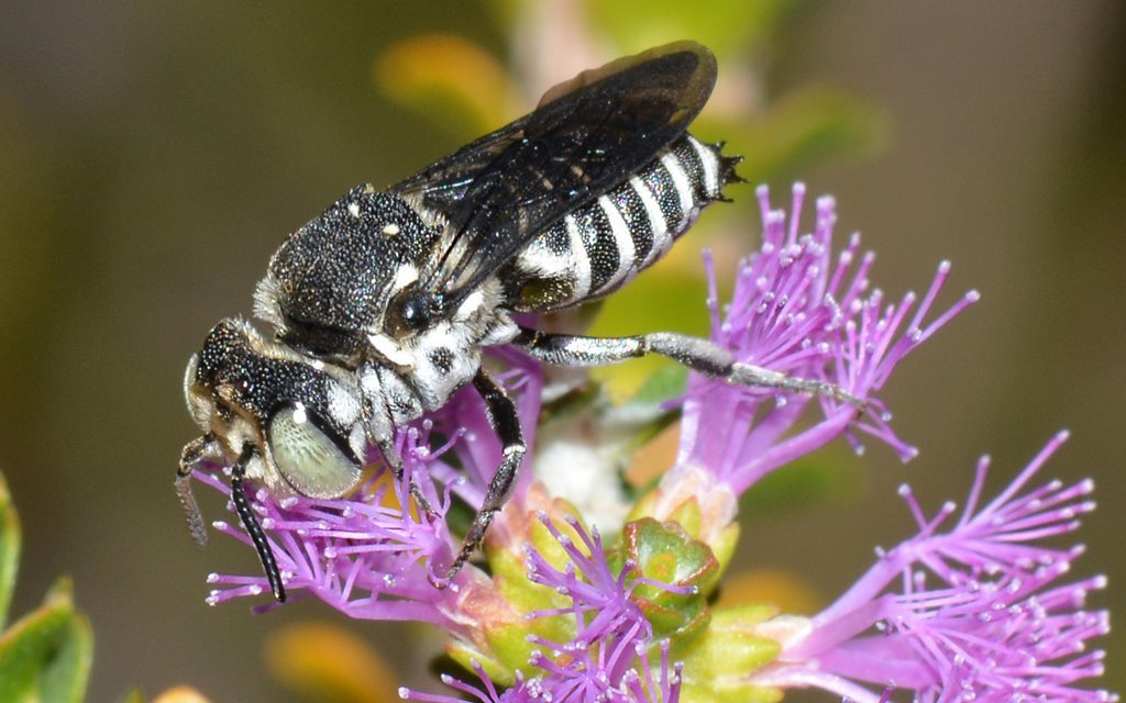 Subgenus Coelioxys