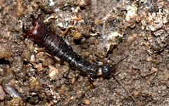 Anisolabis westralica