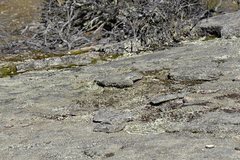 Anisolabis westralica